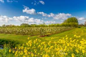 Beeld bij Fruitroute door de Betuwe