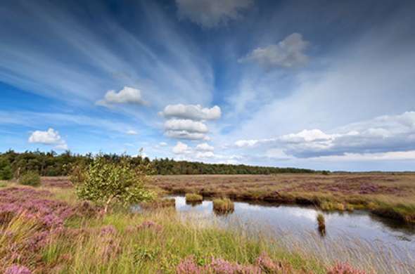 Beeld bij Boswachterij Odoorn en Odoornerzand