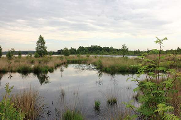 Beeld bij Drents-Friese Wold