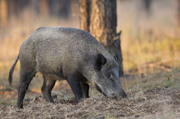 Beeld bij De Veluwe