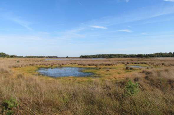 Beeld bij De Strabrechtse Heide