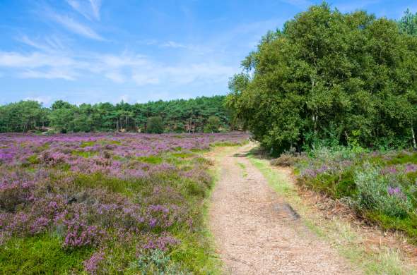 Beeld bij Noordelijke Veluwe