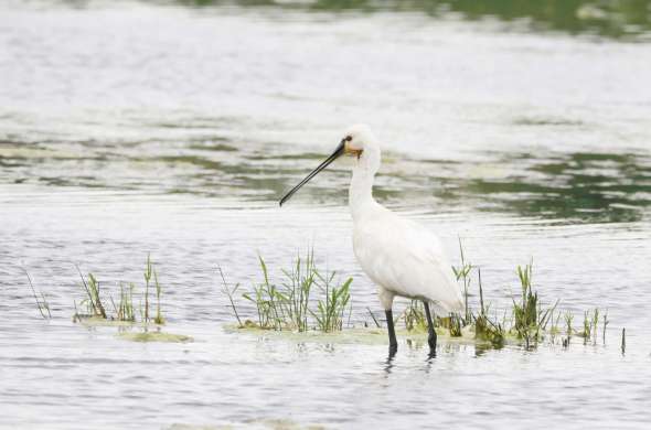 Beeld bij Vogels in de Eilandspolder