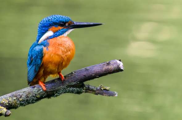 Beeld bij Vogels spotten bij de Reeuwijkse Plassen