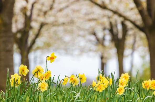 Beeld bij Midden-Betuwe