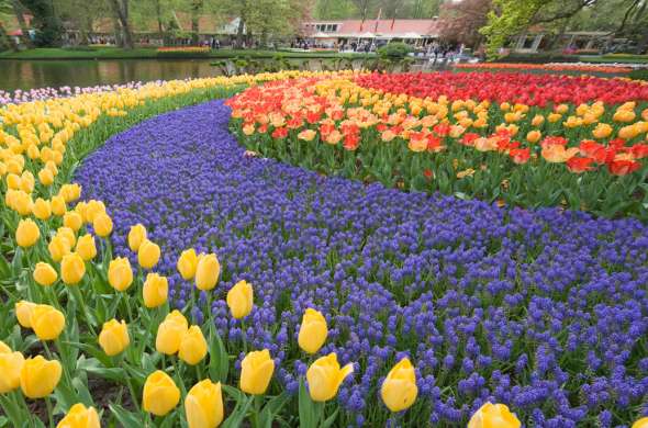 Beeld bij Keukenhof en bollenvelden