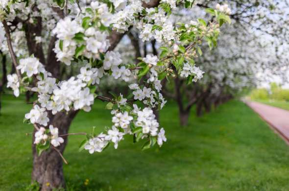 Beeld bij De Betuwe