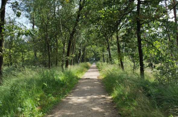 Beeld bij Van Lage Mierde naar de Cartierheide