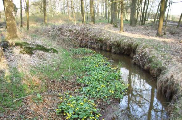 Beeld bij Helmondse bossen