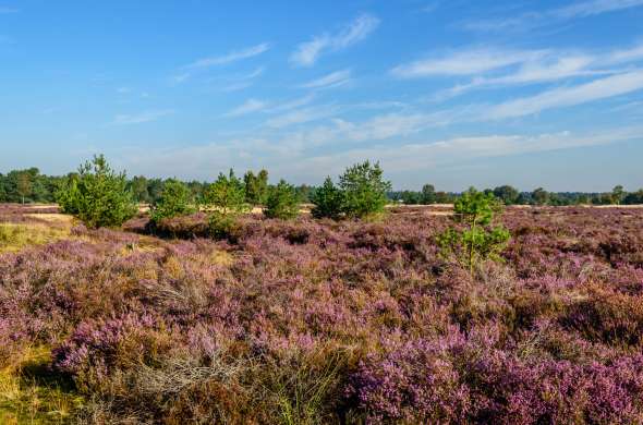 Beeld bij Grenspark De Zoom-Kalmthoutse Heide