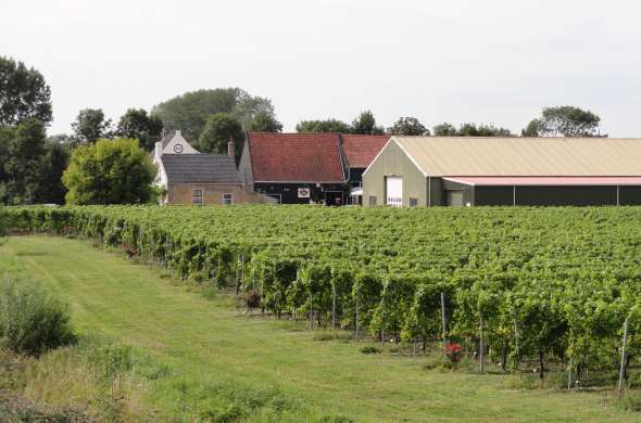 Beeld bij Wijnen voor de Zeeuwse Zilte Zaligheden