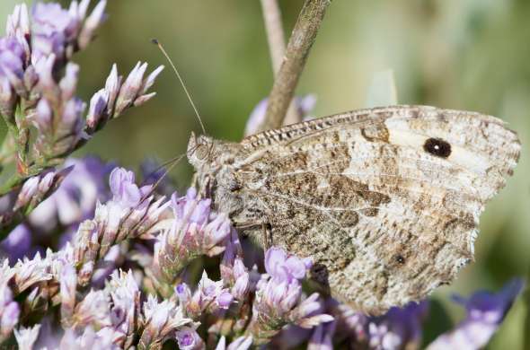 Beeld bij ‘Zeeuwse heide’ bij het Paulinaschor