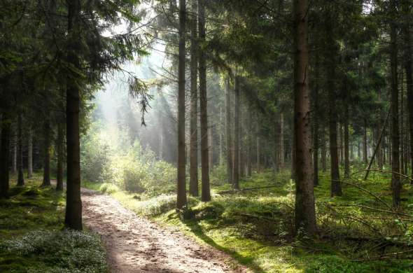 Beeld bij De Amerongse Berg en de Utrechtse Heuvelrug