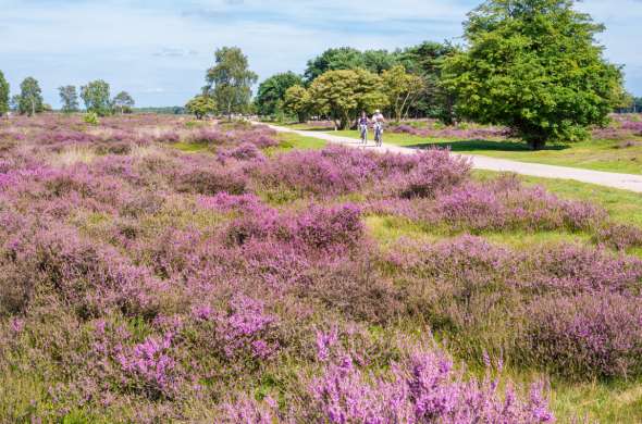 Beeld bij Vestingen, bossen en heide