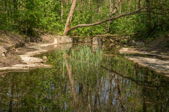 Beeld bij De bijzondere geschiedenis van het Waterloopbos