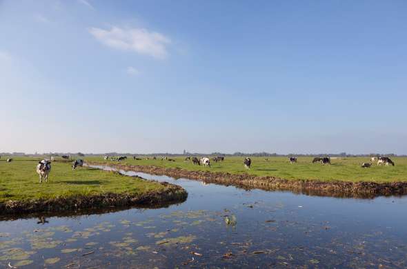 Beeld bij De Vinkeveense Plassen