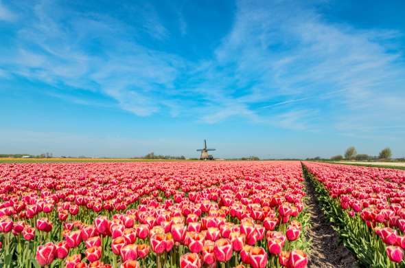 Beeld bij De Noordelijke Bollenstreek