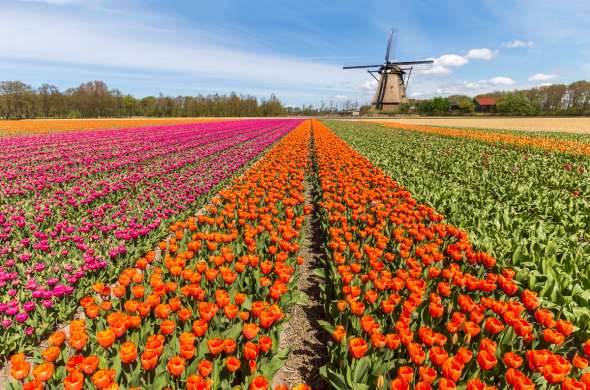 Beeld bij Tulpenmanie in de Bollenstreek