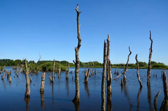 Beeld bij Door het grootste natuurgebied op het Friese vasteland