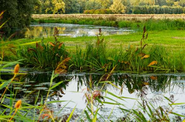 Beeld bij De Hollandse Biesbosch