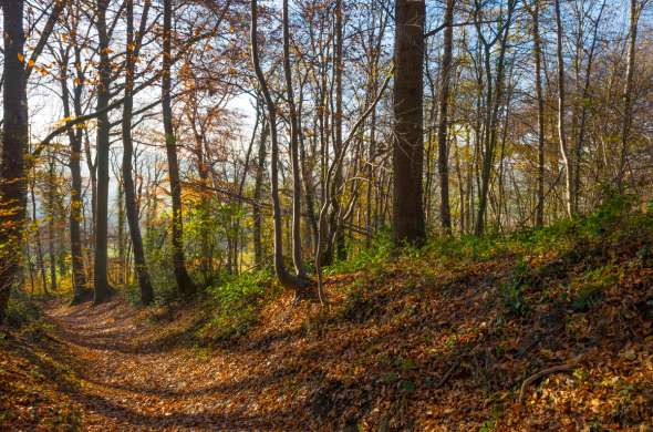 Beeld bij De bossen van Peel en Maas