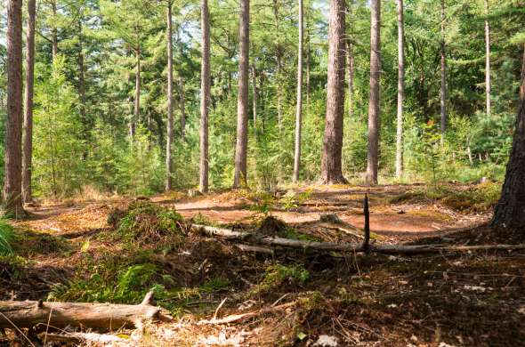 Beeld bij Parken en bossen rond Tilburg