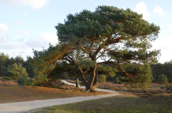 Beeld bij Het Land van Cuijk