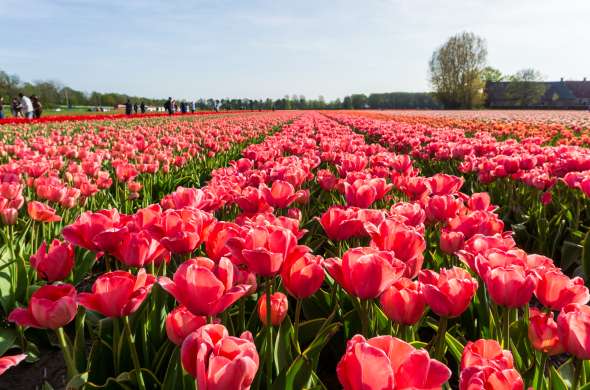 Beeld bij Droogmakerij de Beemster