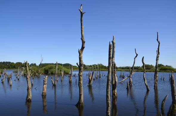 Beeld bij De Alde Feanen Natuurgebied