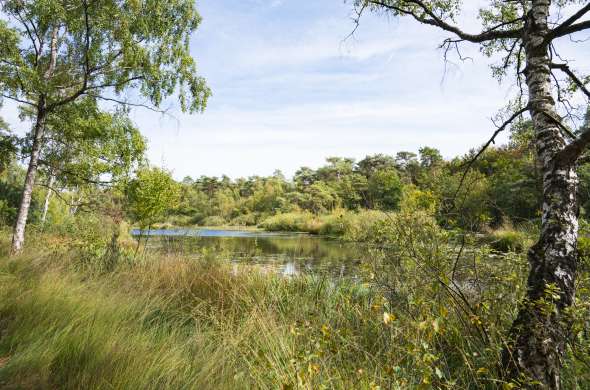 Beeld bij Door de Oisterwijkse Bossen en Vennen