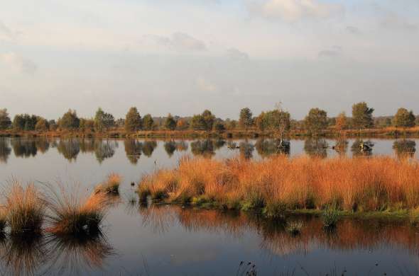 Beeld bij Het bijzondere Bargerveen in het Veenland