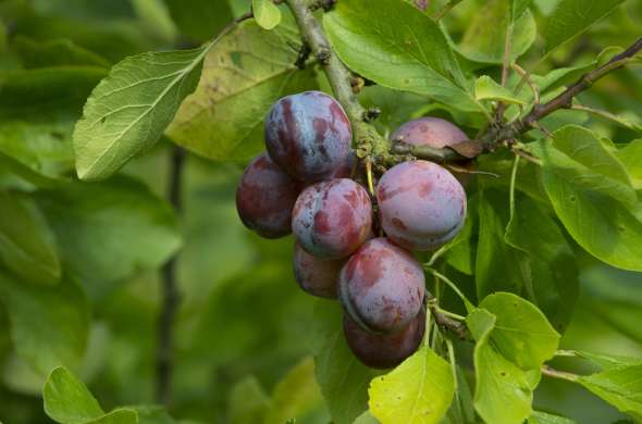 Beeld bij De fruithof van Dekema State