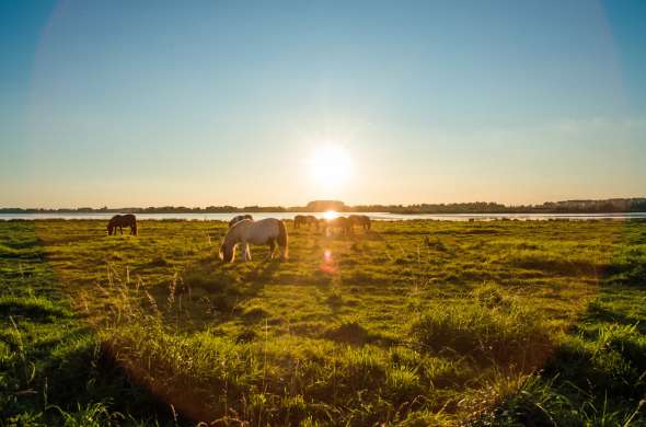 Beeld bij Ontdek de bijzondere natuur van Nationaal Park De Biesbosch