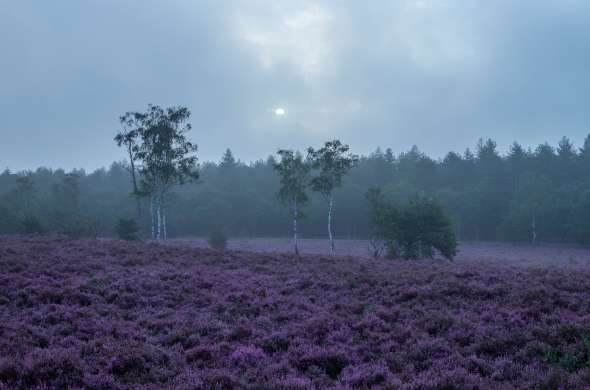 Beeld bij Heide en geschiedenis in Nationaal Park Utrechtse Heuvelrug