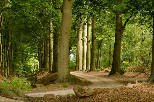 Beeld bij Nationaal Park Sallandse Heuvelrug en Holterberg