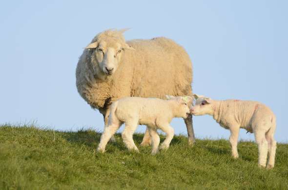 Beeld bij Texel in het voorjaar