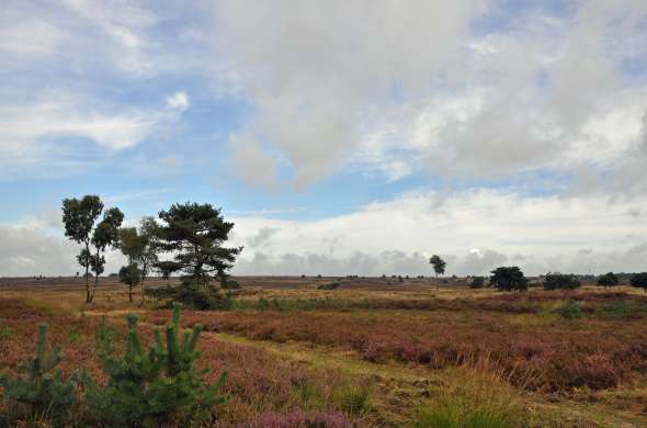 Beeld bij Het Rozendaalse Veld