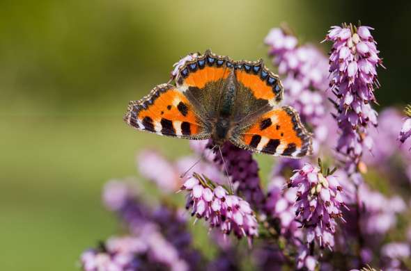 Beeld bij Mantingerbos