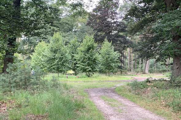 Beeld bij Romantische bosroute Den Treek - Henschoten