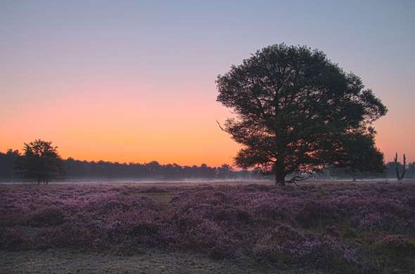 Beeld bij Het Buurserzand en Haaksbergerveen