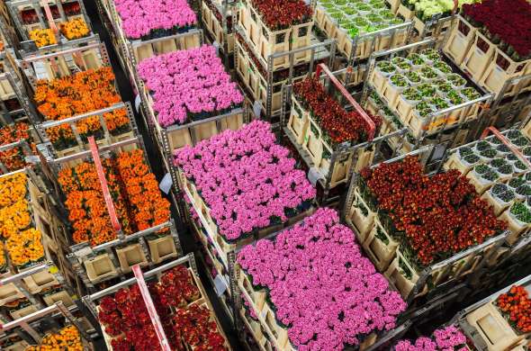 Beeld bij Bloemenveiling van Eelde