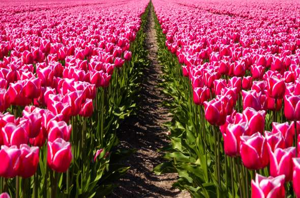 Beeld bij Tulpenvelden rond Espel