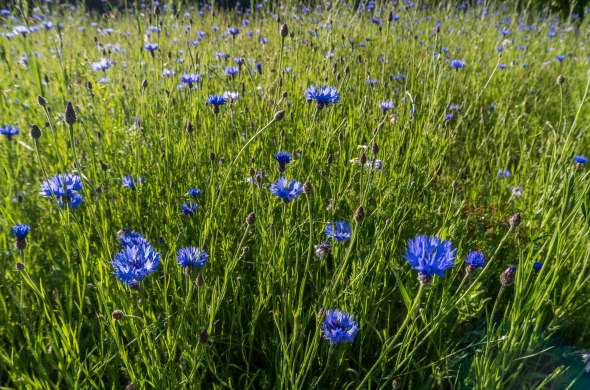 Beeld bij Bloemen in het Bergherbos