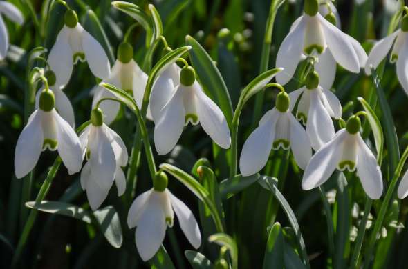 Beeld bij Bloementuin in Oostwold