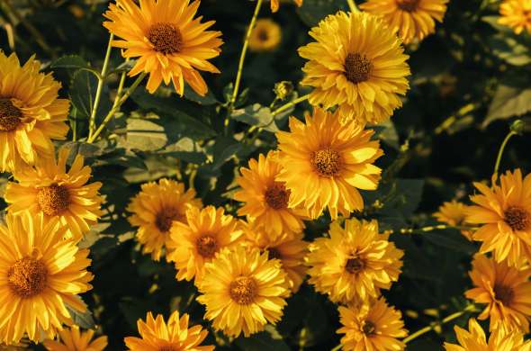 Beeld bij Amelishof bloemenpluktuin