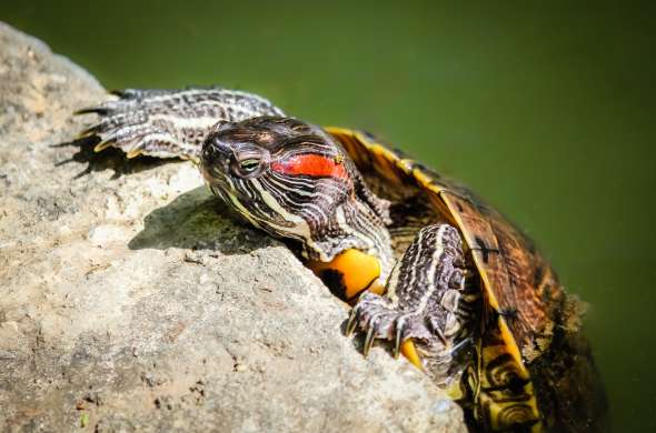 Beeld bij Almere Jungle