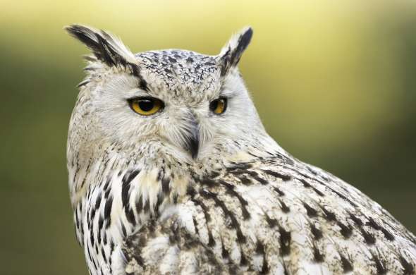 Beeld bij Uilen- en dierenpark De Paay