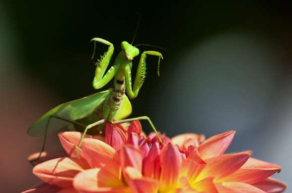 Beeld bij DoeZoo Insektenwereld