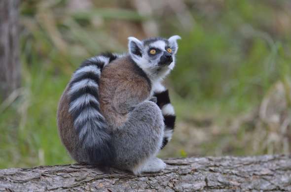 Beeld bij Dierenpark Hoenderdaell
