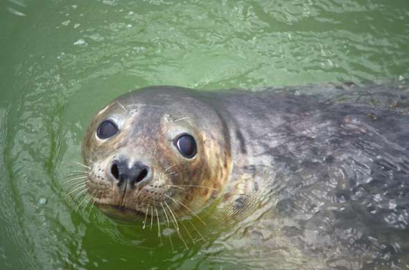Beeld bij A Seal Stellendam
